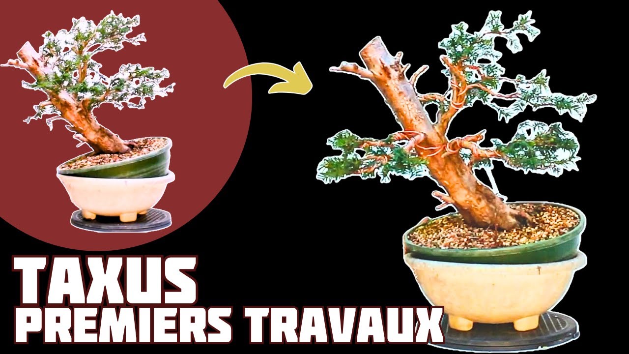 PREMIERS Travaux sur un IF issu de PÉPINIÈRE Classique 🌱 NEJIKAN BONSAI 🌱