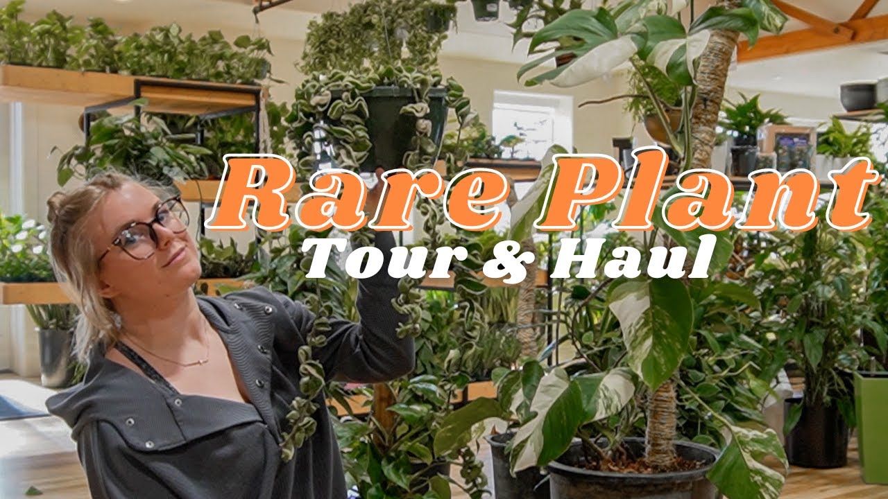 We FINALLY Have A Rare Plant Shop! Exciting Rare Houseplant Shop Tour & HAUL!!