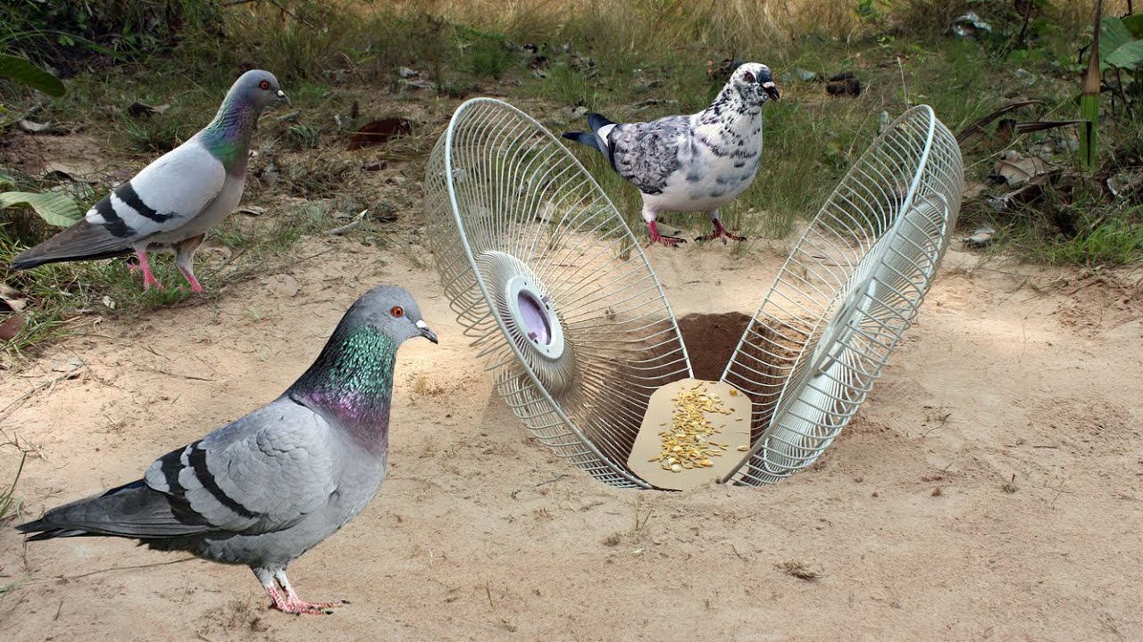 New Creative Method Unique Bird Trap Using Electric Fan Equipment