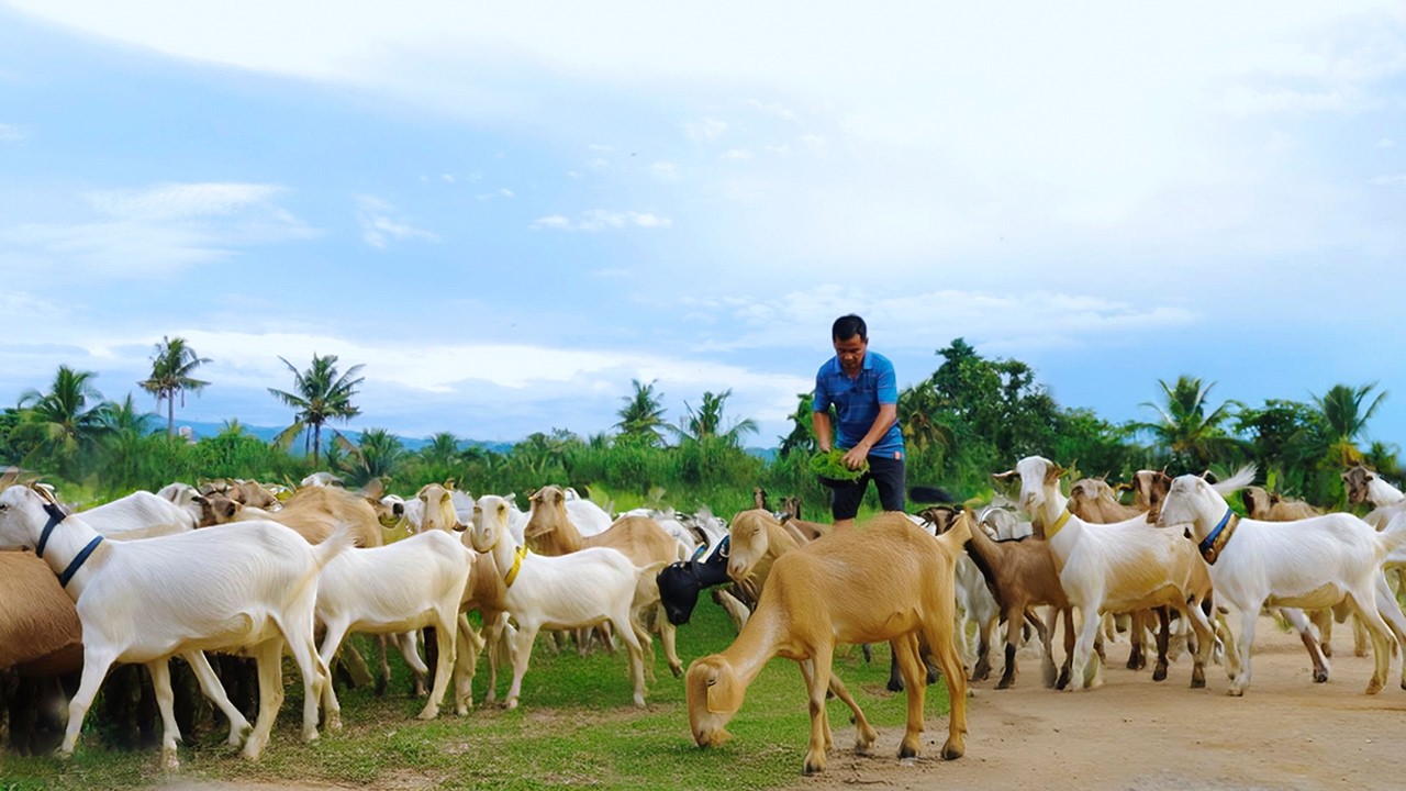 Brilliant ideas about goat farming! Untold secrets on keeping goats healthy.