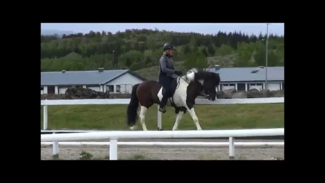 Álffinnur frá Syðri Gegnishólum í dómi í Hafnarfirði vor 2014