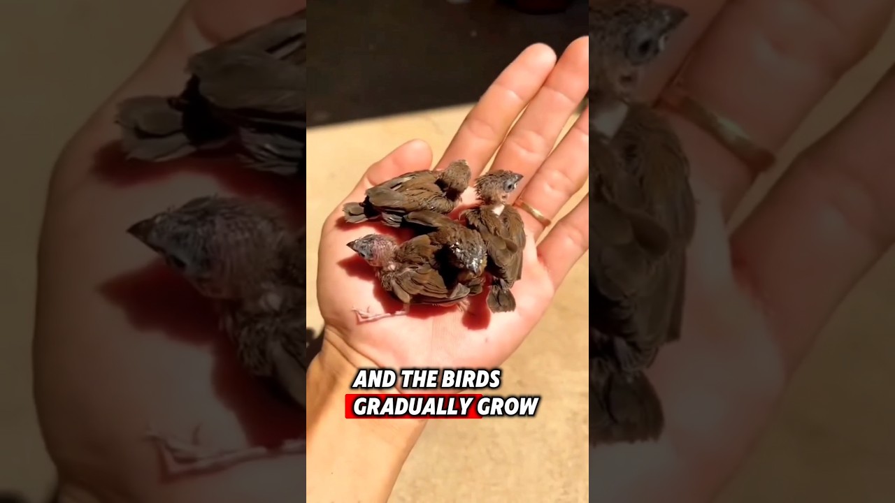 The man saved a couple of baby birds that had lost their mother #rescue #birds