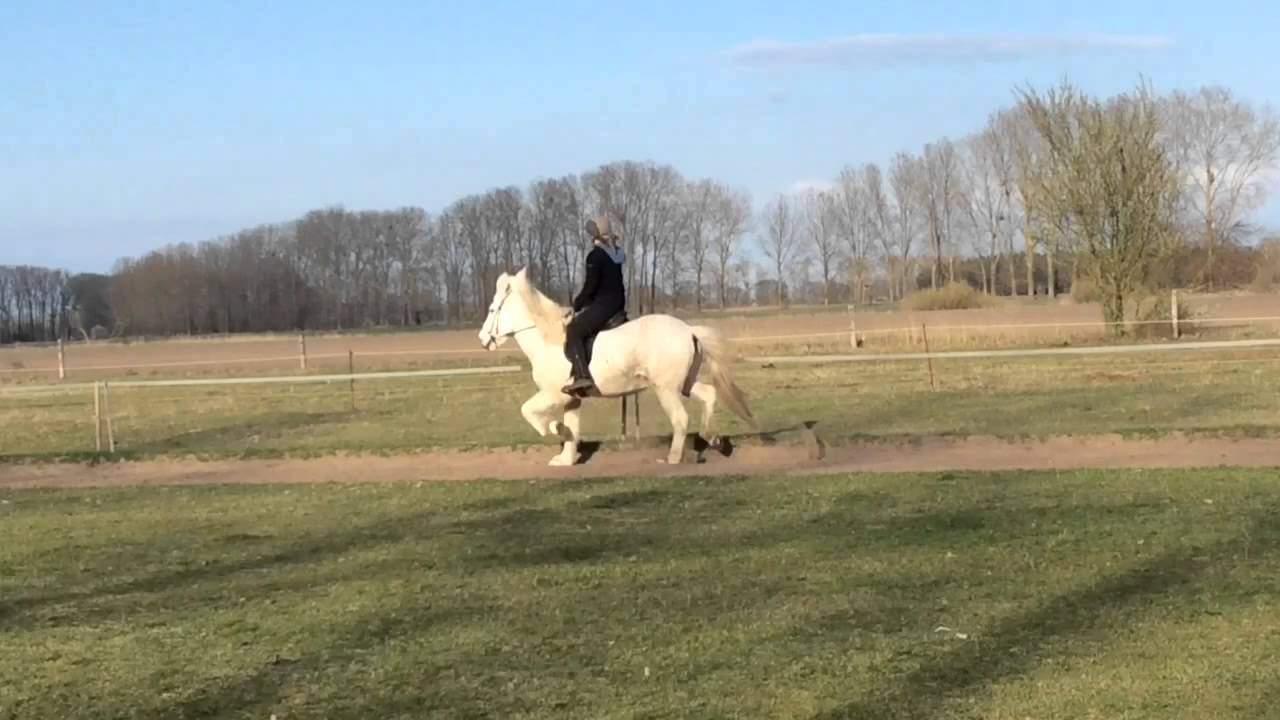 Orri von der Fuchsfarm
