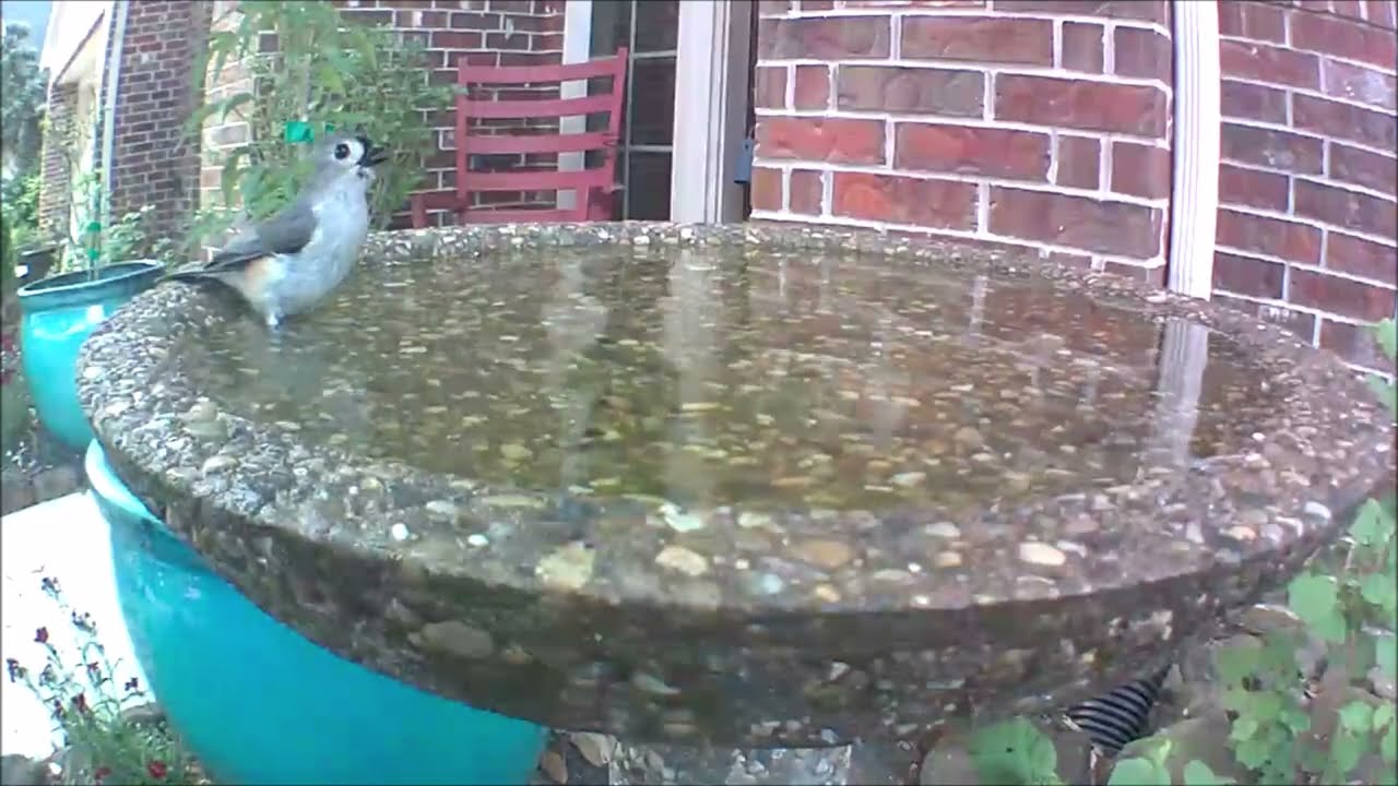 Tufted Titmouse At Wild Birds Unlimited Aggregate Concrete Evans Bird Bath - April 2022