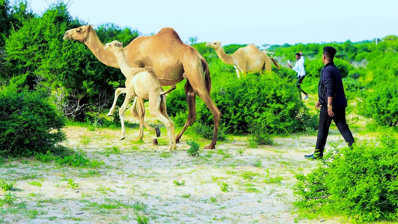 ABWAAN NUUR DHAANTO CUSUB GABDHAHA HABAR GIDIR NEW VIDEO DHAANTO KOOXDA QARAN BAND