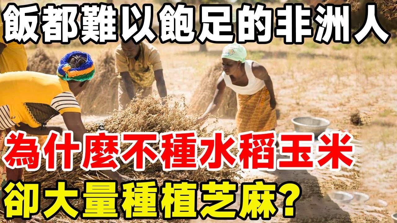 飯都難以飽足的非洲人，為什麼不種水稻玉米，卻大量種植芝麻？#科普 #科普頻道 #非洲
