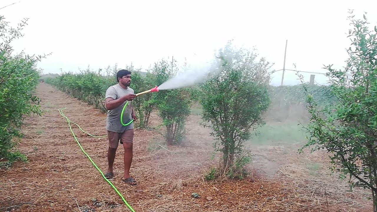 CF-P768 PORTABLE POWER SPRAYER Using || Spraying on Pomegranate Trees