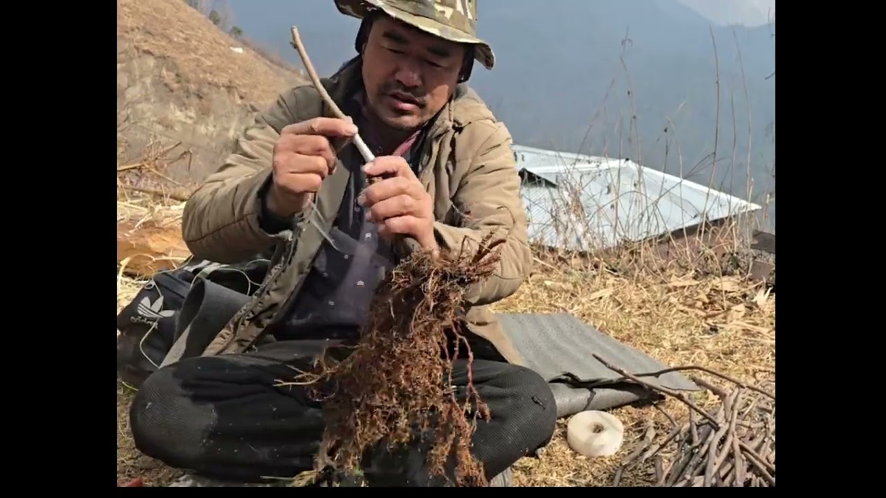 Process of grafting a kiwi 🥝 | Step by Step process#kiwi#graft#steps#westkameng#arunachalpradesh#har
