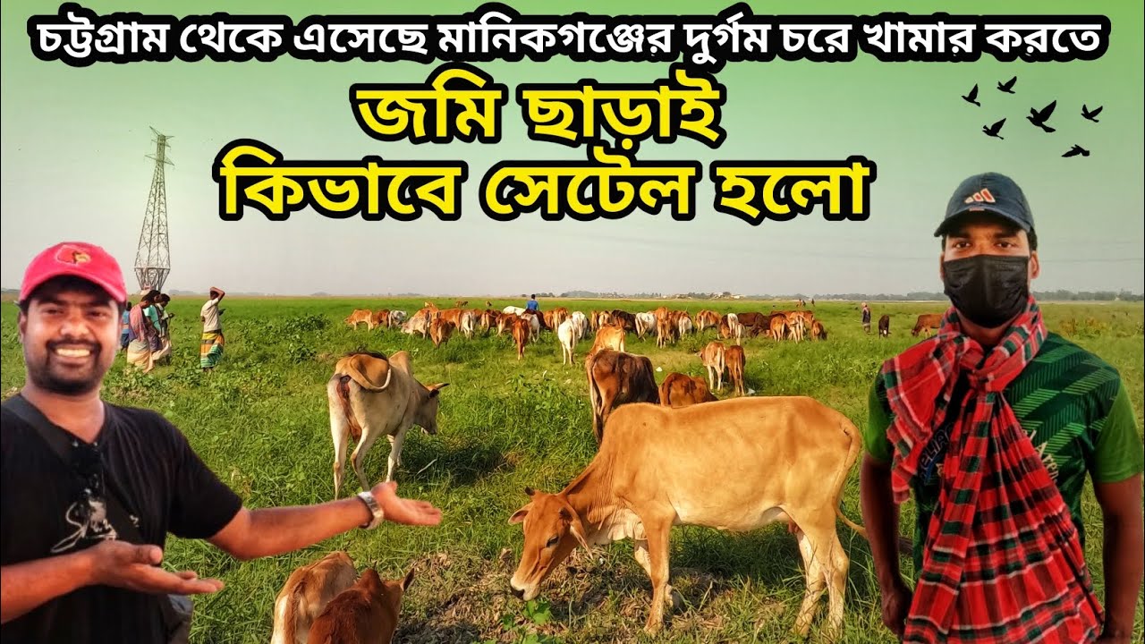 জমি ছাড়াই কিভাবে সেটেল করলাম, চট্টগ্রাম থেকে এসেছে মানিকগঞ্জের দুর্গম চরে খামার করতে ||