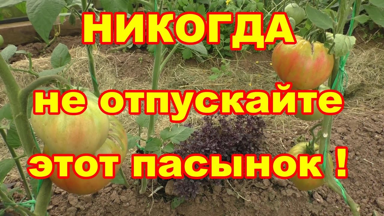 Эти пасынки сожрут первый урожай томатов