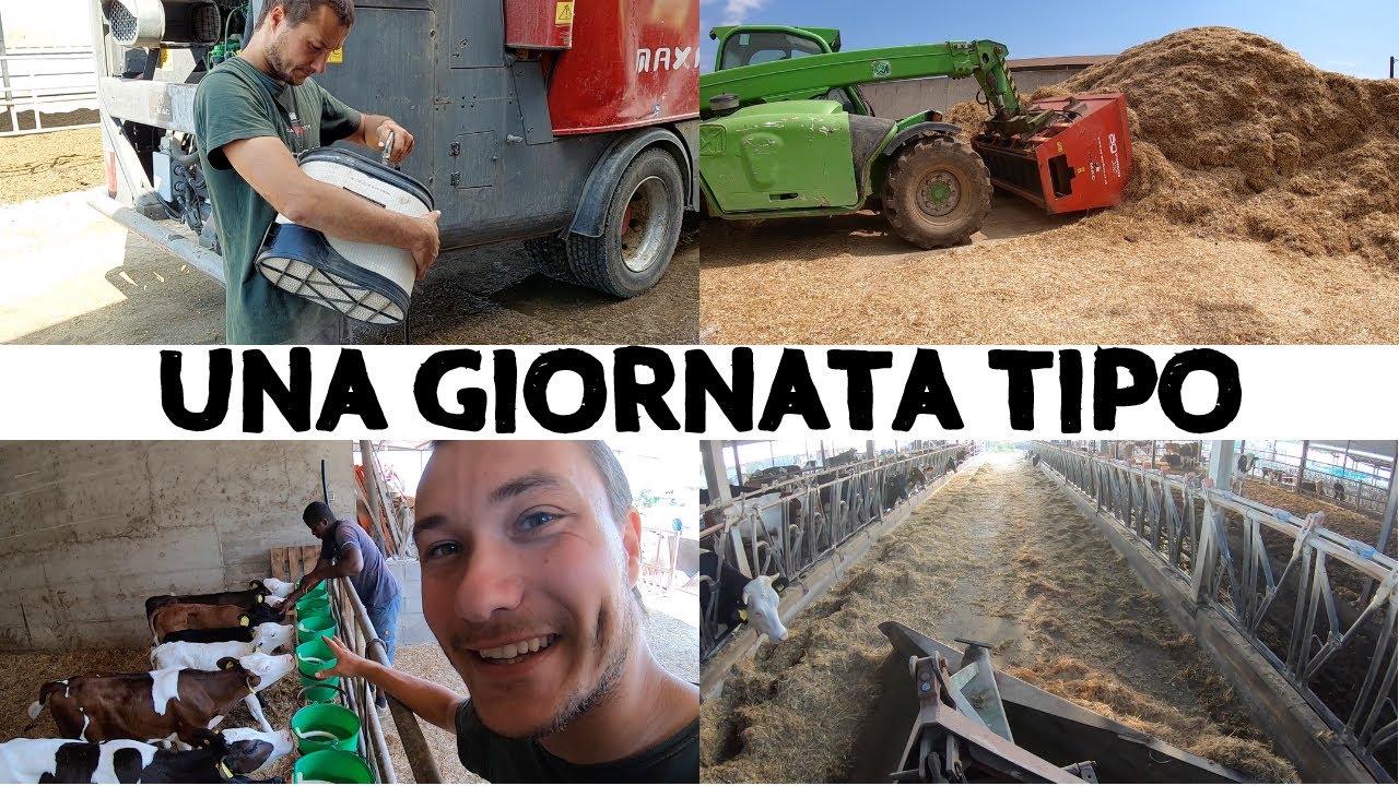 La giornata tipo di un giovane allevatore italiano