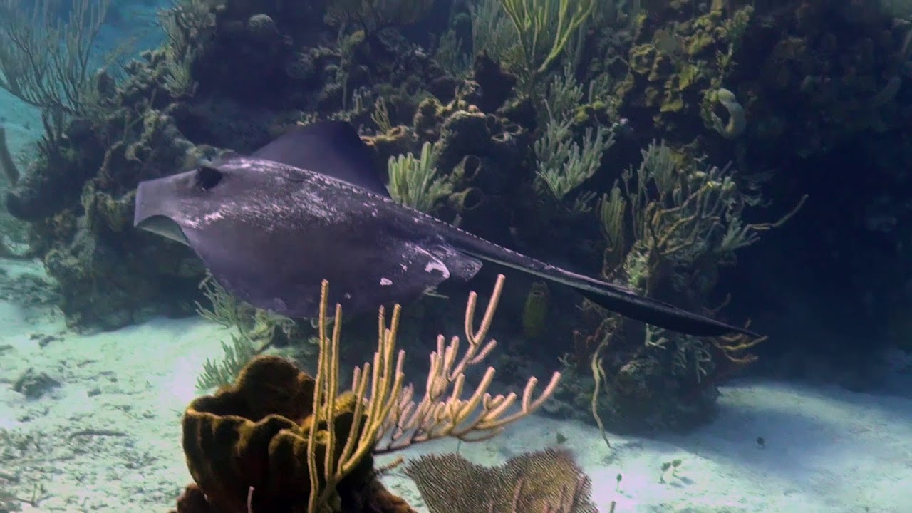 Scuba Diving Exuma Cays on the Bahamas Aggressor