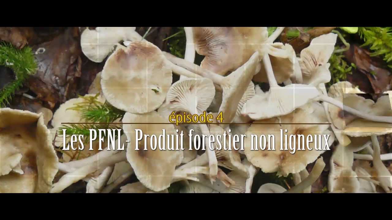 PFNL - Produits Forestiers non Ligneux