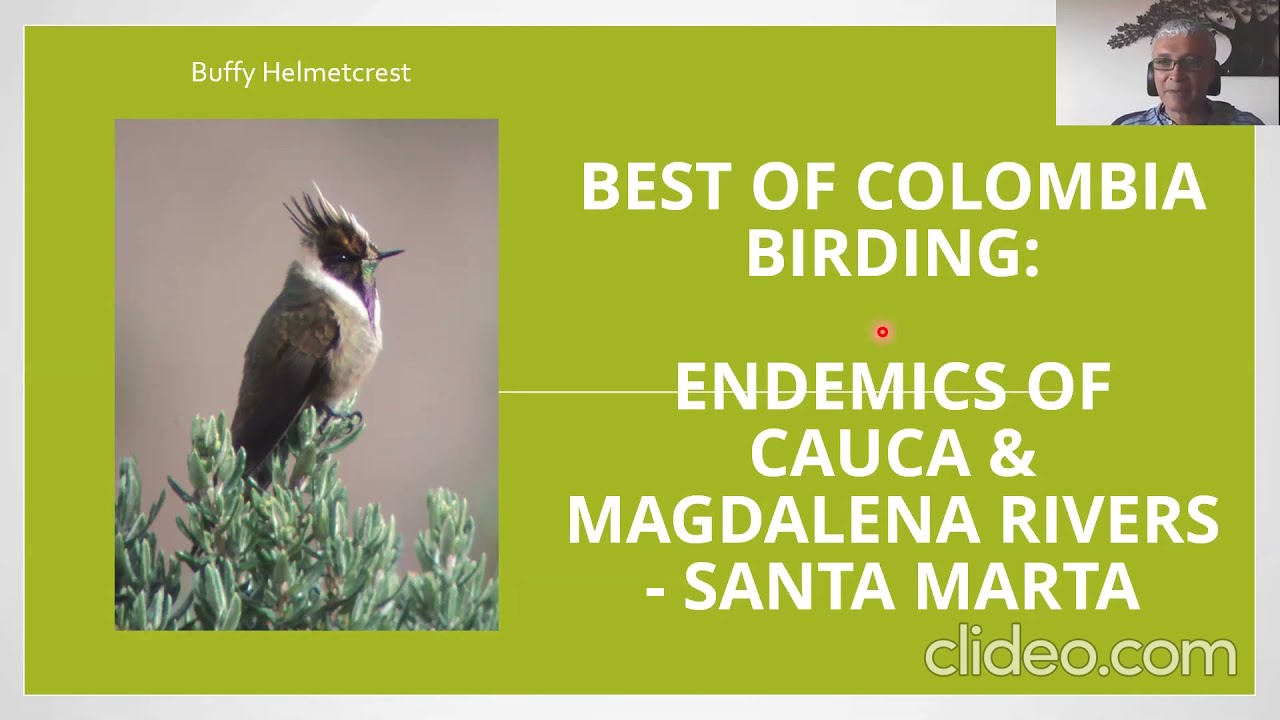 Birding in Colombia including Santa Marta, the Cauca and Magdalena Valleys with Lelis Navarrete