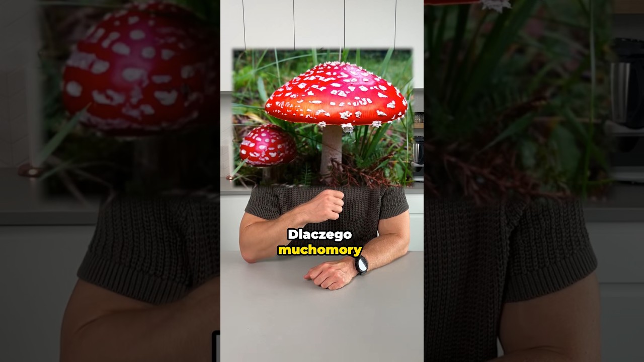 Wytłumaczę Ci, dlaczego muchomory są trujące! ❌🍄