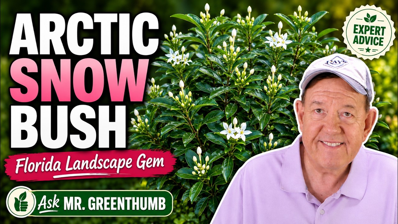 Ask Mr. Greenthumb Gardening Segments Arctic Snow Bush