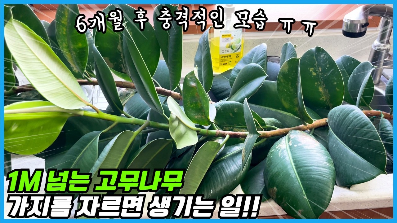 1m 고무나무 가지 물꽂이 6개월 후!! 피트모스에 심겨진 고무나무 살리기 ㅠㅠ