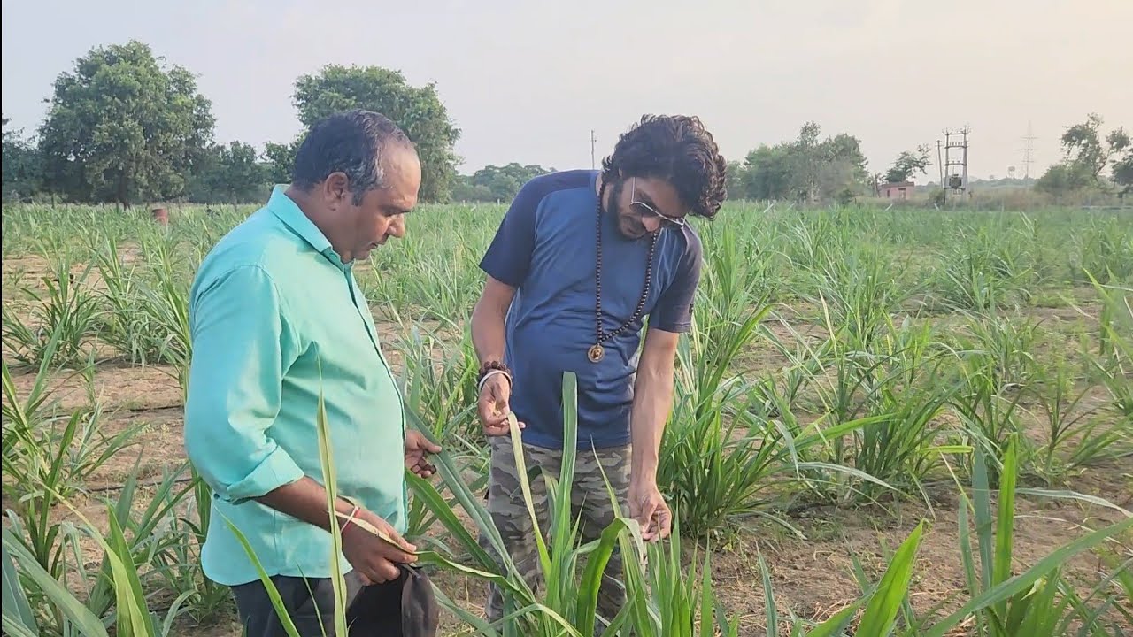 43 days after Napier plantation नेपियर गोशाला का भोजन RJ Organic Farming O2 Park किसान पाठशाला