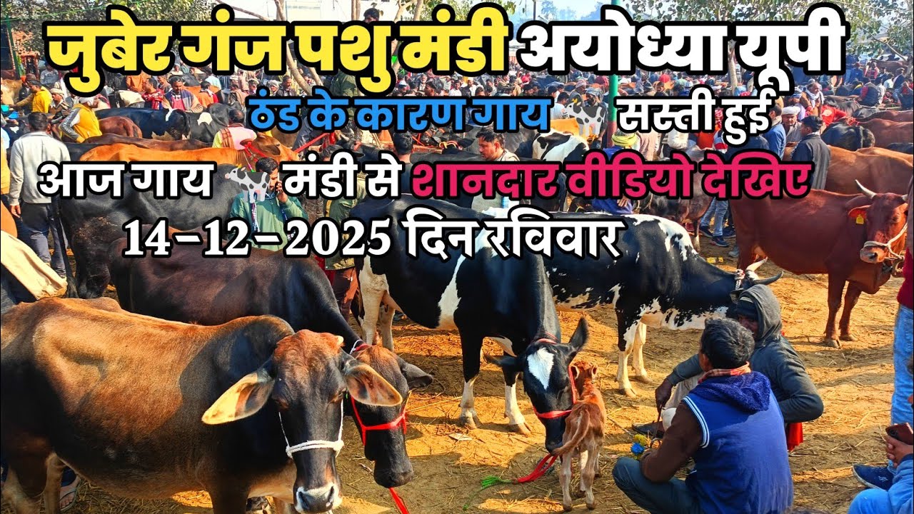 जुबेर गंज पशु मंडी अयोध्या उत्तर प्रदेश। दिसम्बर के महीने में अधिक ठंड पड़ने से गाय 🐄 सस्ती हुई। 🤔