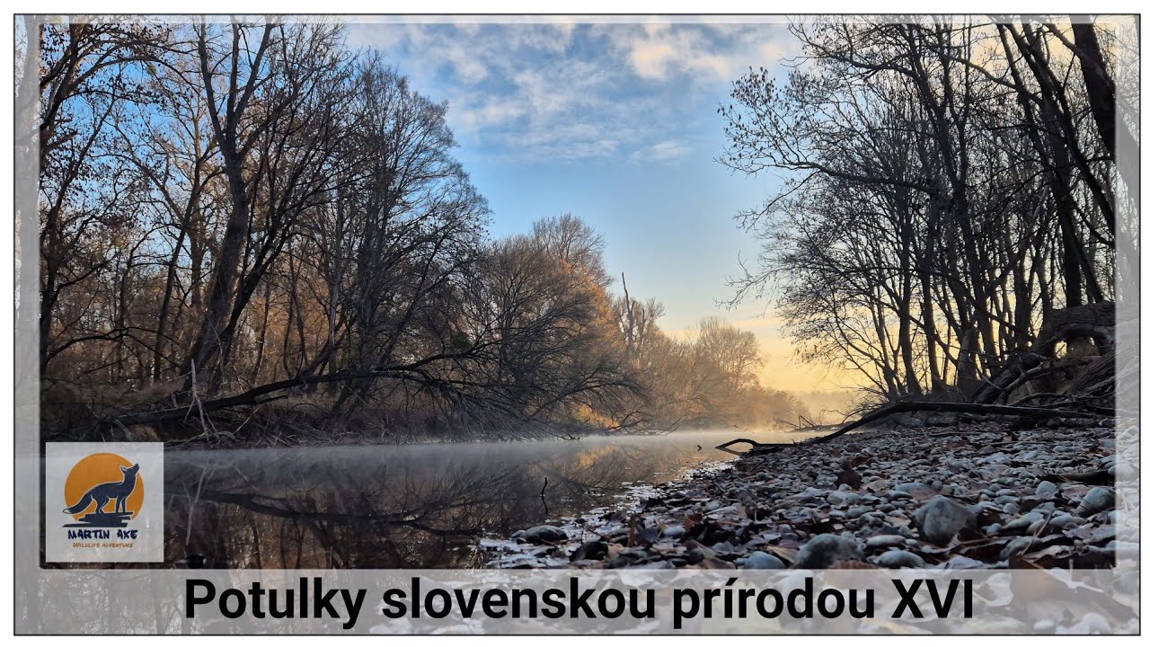Jeseň v lužnom lese - Kráľovstvo rybárika riečneho / the kingdom of the kingfisher