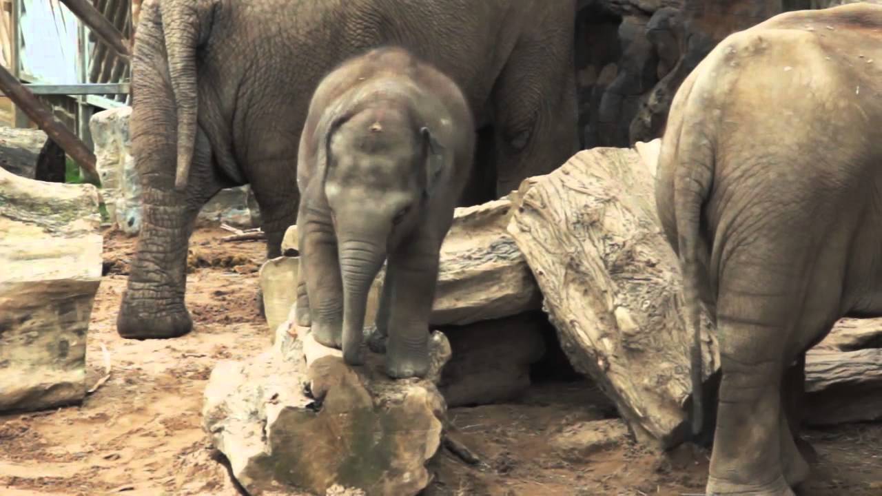 Crying Baby Elephant Stuck On Log