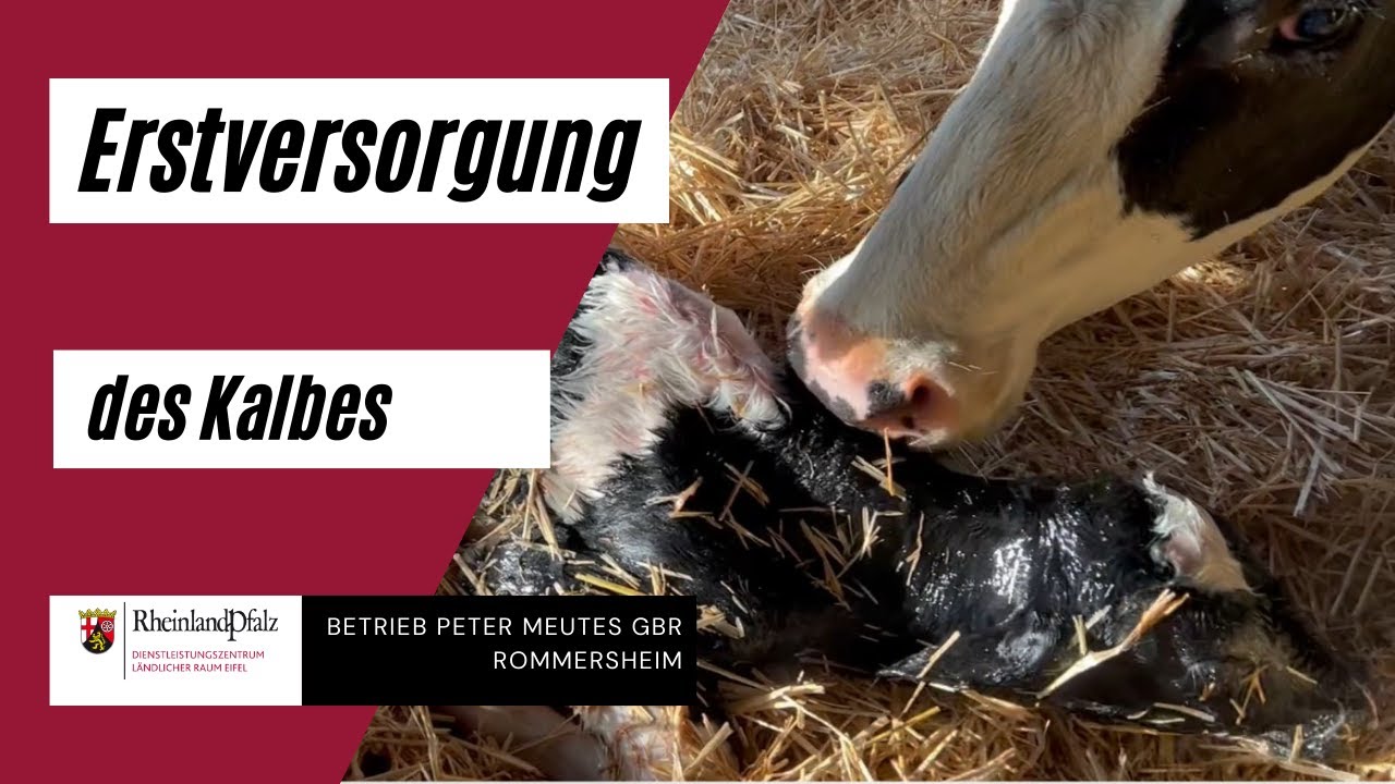 Erstversorgung des Kalbes