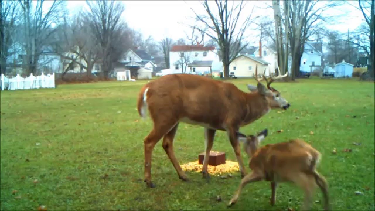 Cuddeback Long Range IR trail cam 8 Point buck