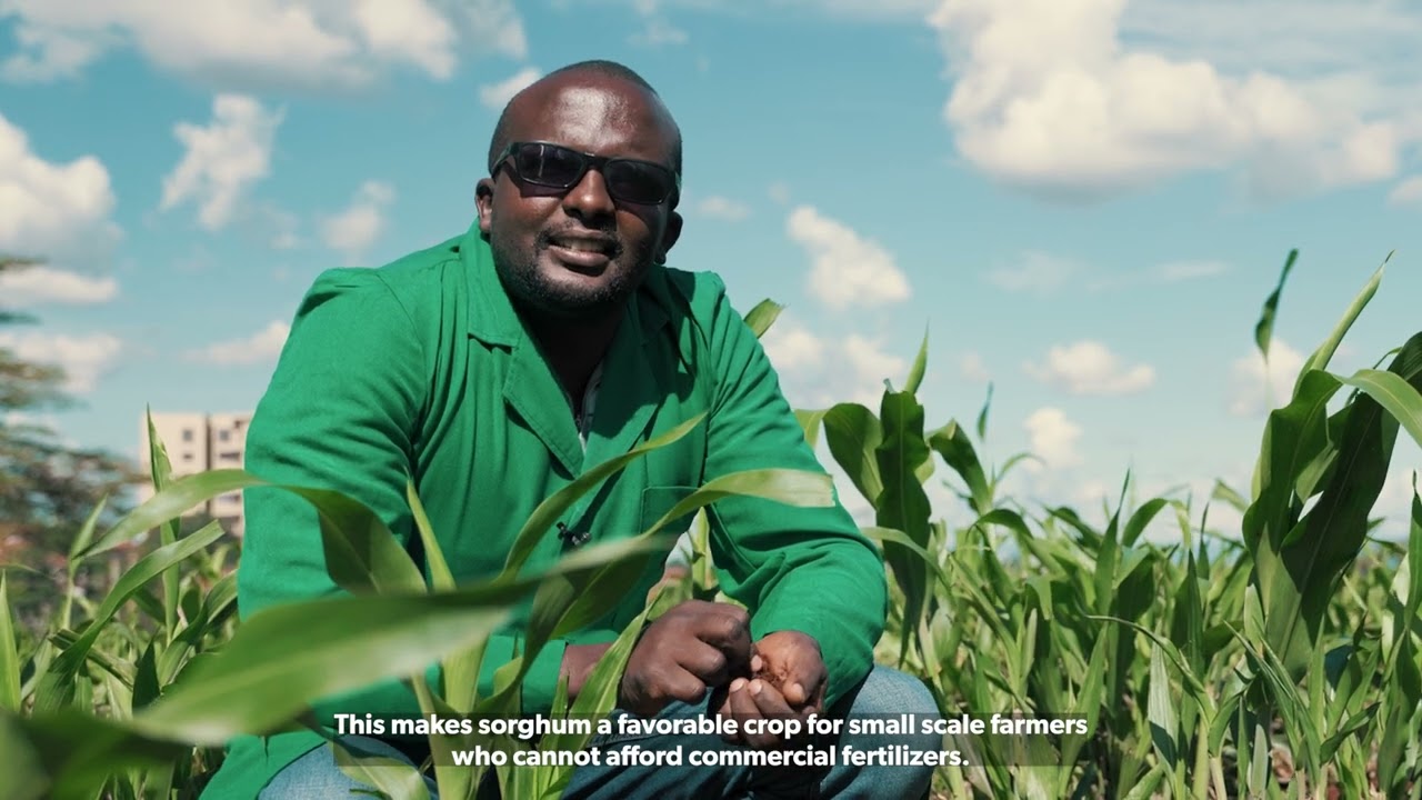 A tour of&nbsp;ILRI&rsquo;s forage demo plots showcasing climate-smart livestock feed solutions