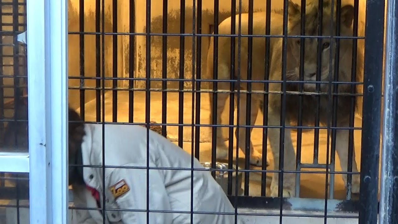 [ライオン][東山動植物園]レグルス　苦手なレバーを完食できた日とレグルスとルナの吼え合い Lions  roaring at each other