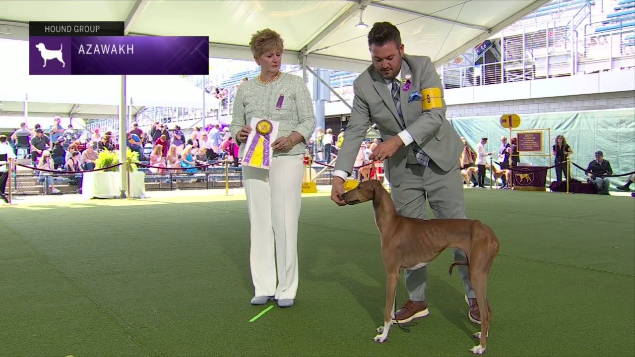Azawakhs | Breed Judging 2023