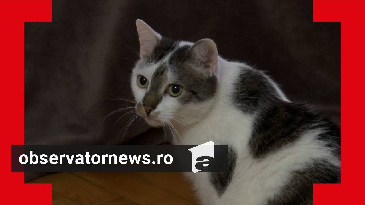 Odin, prima pisică terapeut din România. Ajută pacienții să scape de stres și anxietate