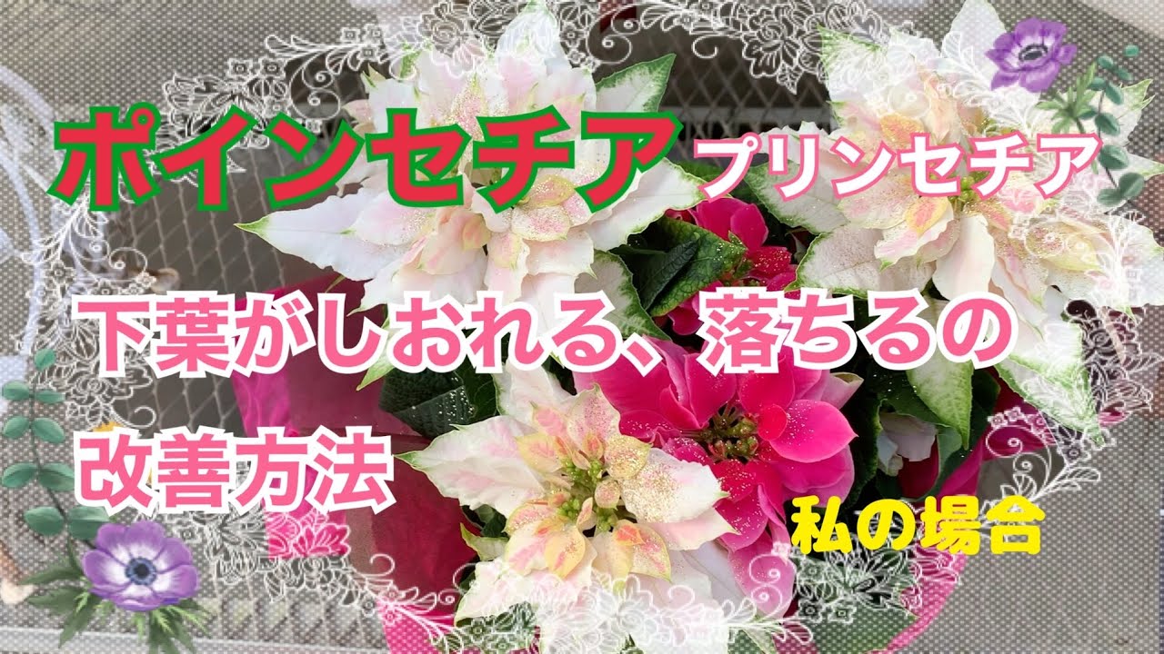 🌹2021年11月23日【ポインセチア これしたら萎れなくなりました】