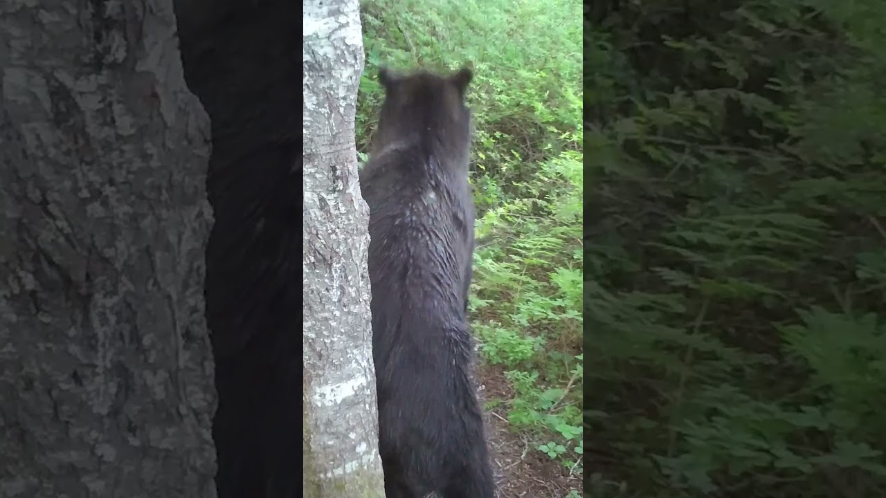 Big bear (2024 -32). #cameratrap #gamecamera #trailcam #tech4wildlife #grizzly #bear #brownbear