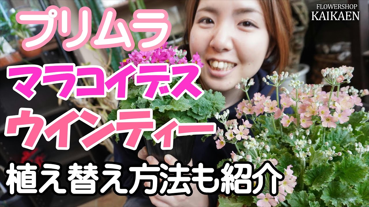 プリムラ・マラコイデス  ウインティー 植え替え  おすすめ  【おうちでガーデニング】開花園チャンネル