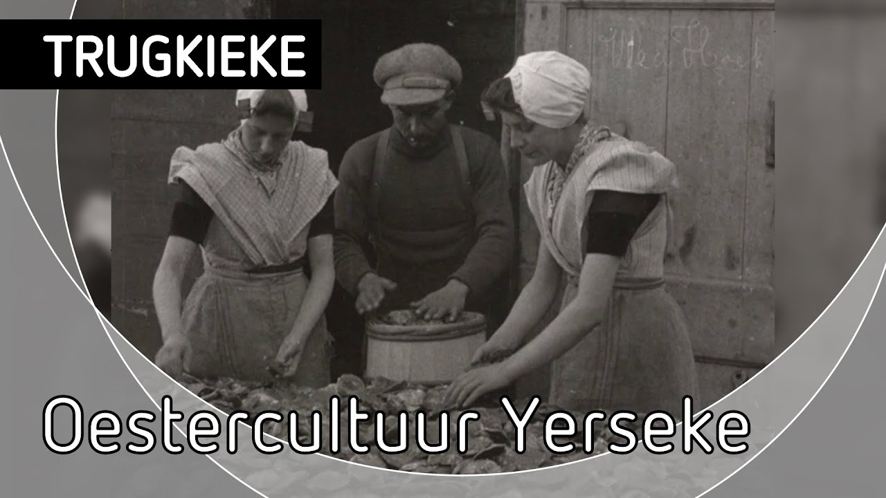 Trugkieke, Oestercultuur Yerseke
