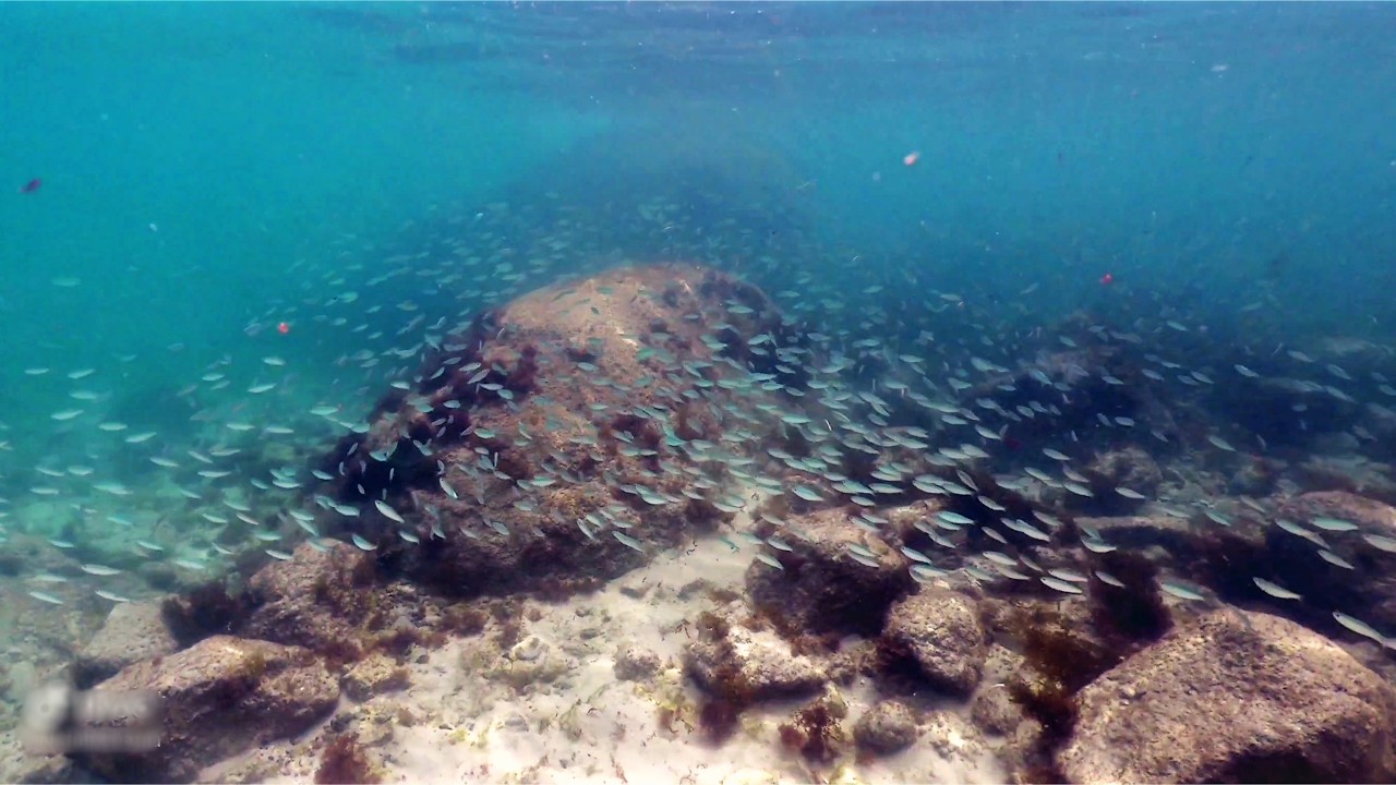 Swimming with a school of fish in Arraial do Cabo