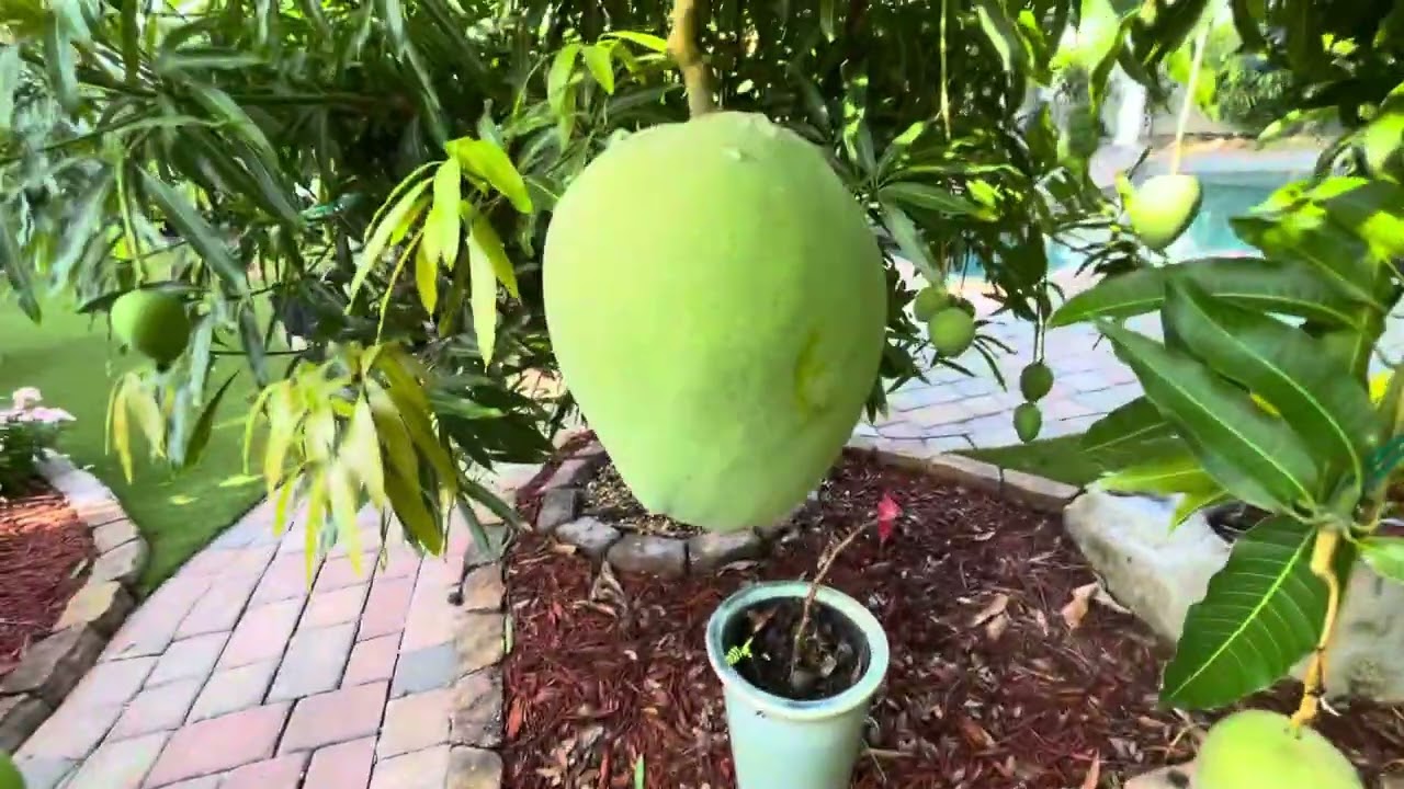 2024 May tour of Mango Manor