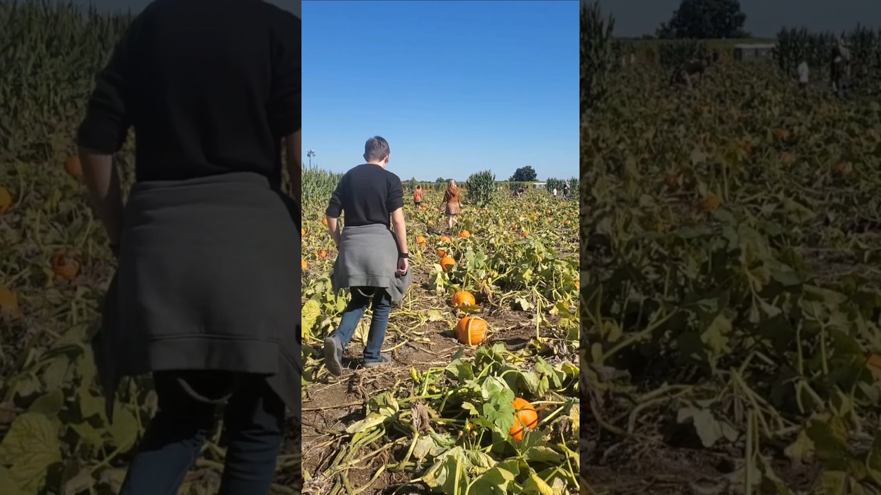 Its Pumpkin Picking Time #pumpkin #shorts #family