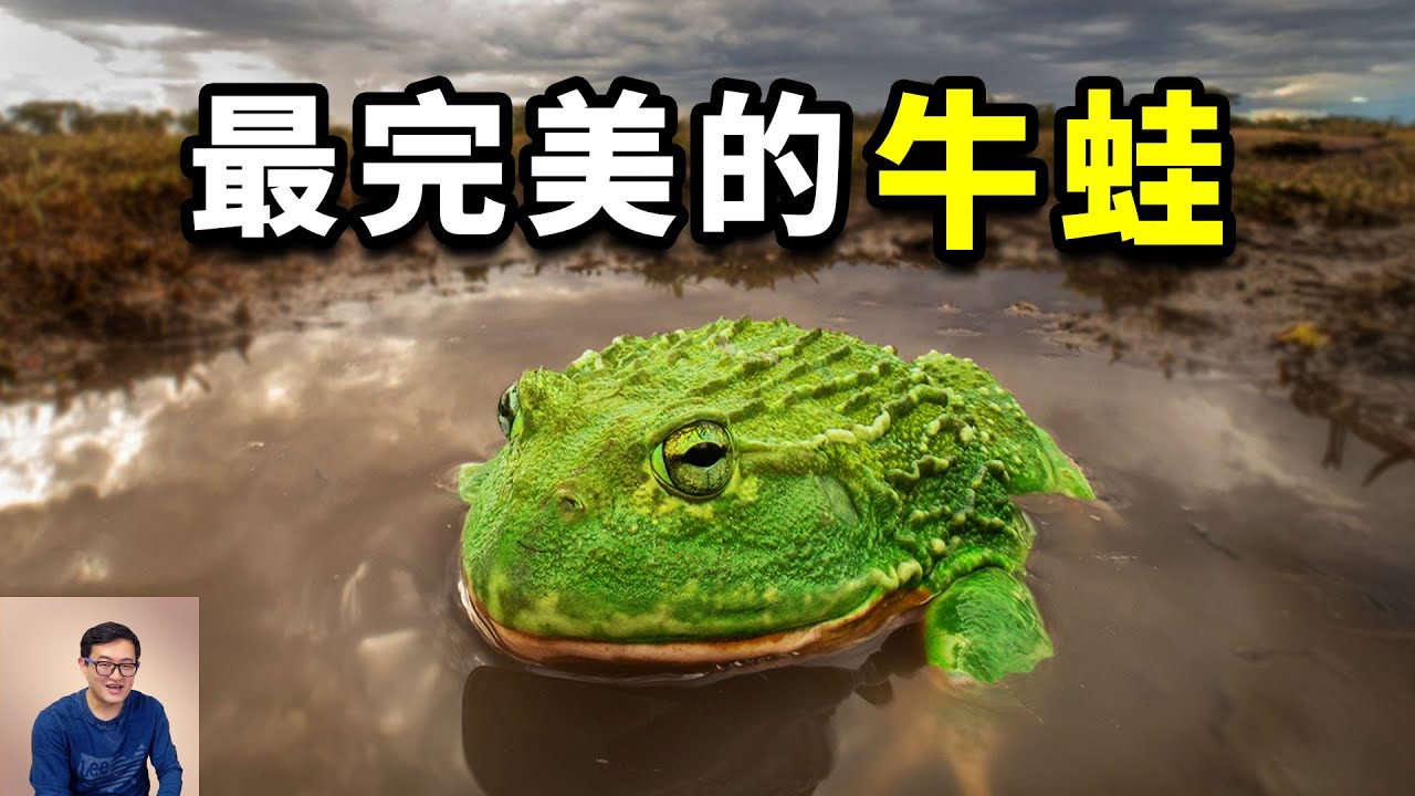 比食用牛蛙還要大一倍，卻成為熱門寵物！把蛇當辣條吃，掌握高端格鬥技巧，非洲牛蛙的瘋狂真相！【老肉雜談】#生物 #動物 #冷知識 #animals #寵物