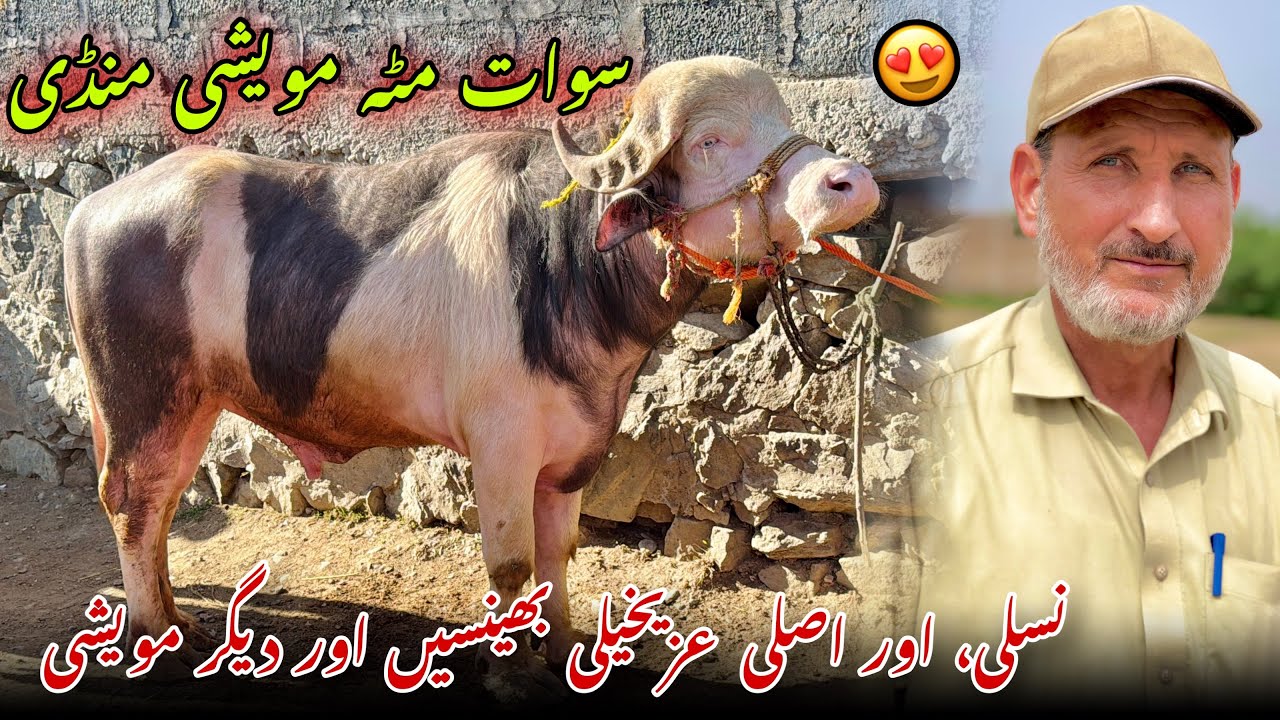 Swat Matta: cattle market, weekly fair | Khyber Social Tv 