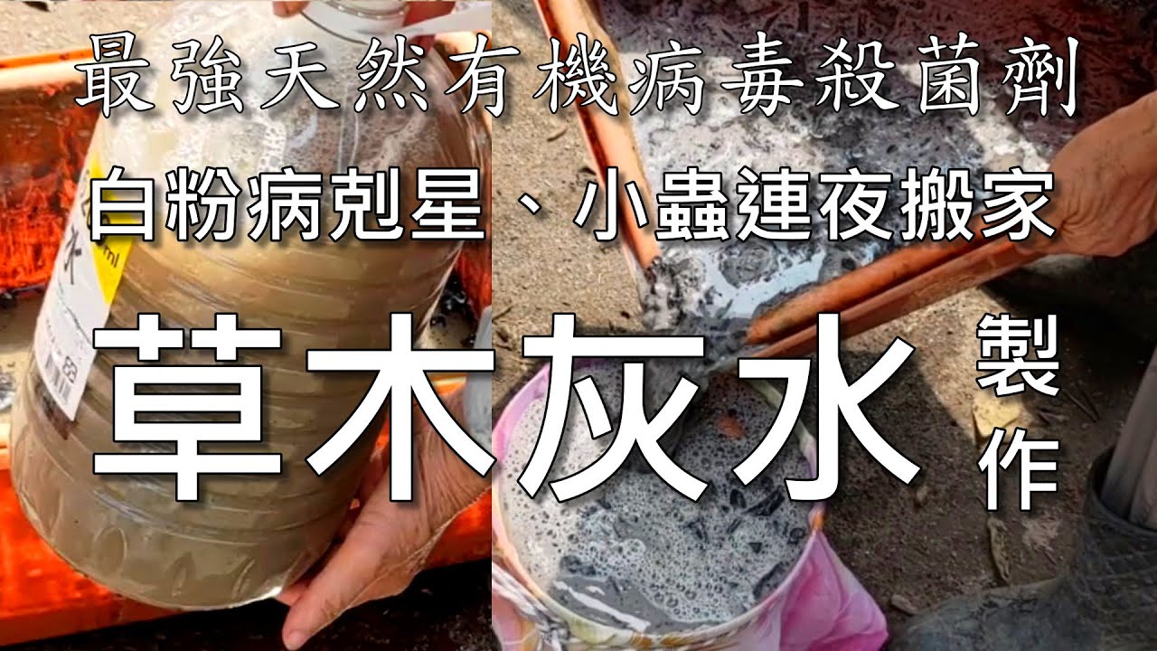 最強天然有機殺菌劑白粉病剋星