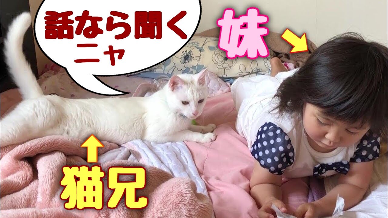 3歳児の話し相手する神猫さん　【猫さんとヒメちゃんはお友達】