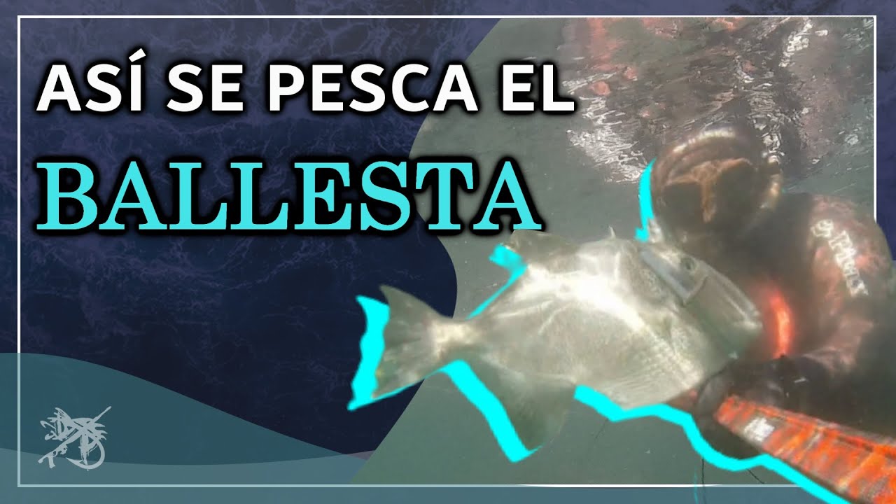 🐠 El PEZ BALLESTA - ESCOPETA - TAMBOR - COCHINO es el TEMERARIO del MAR ❗❗❗