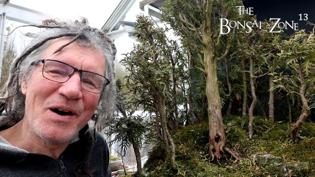 Pruning My Eastern White Cedar Forest, Part 3, The Bonsai Zone, Feb 2026