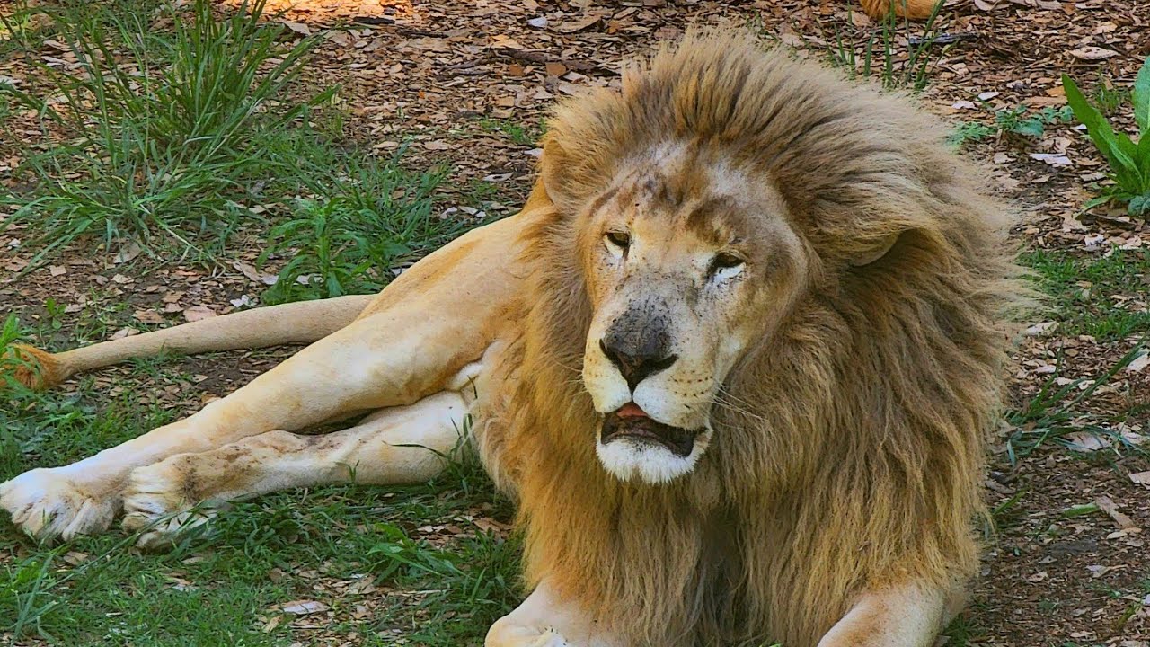 Cango Wildlife Ranch - South Africa (Full Video)