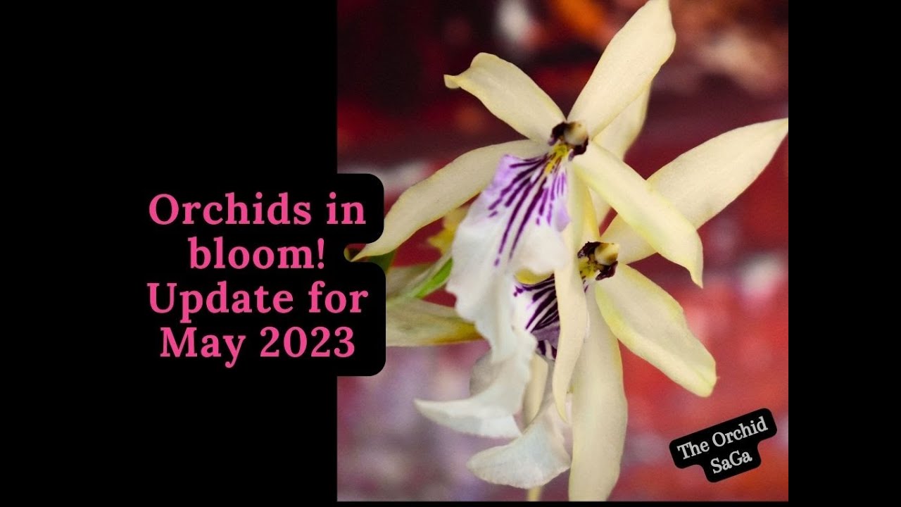 Orchid blooms!!! Blooming update May 2023