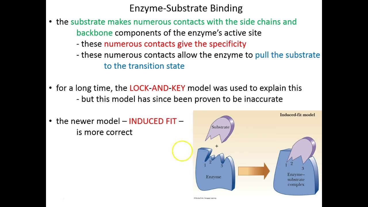 Lecture 4C - Enzyme-Substrate Binding