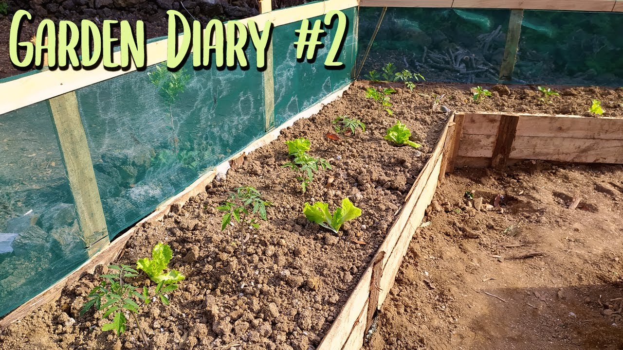 🌱Garden Diary #2 | I Already Produce Food | Garden Finished!