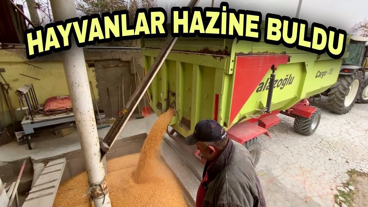MISIR KIRMASI NASIL YAPILIR?  DEĞERİ BİLİNMEYEN HAYVANSAL GIDA.