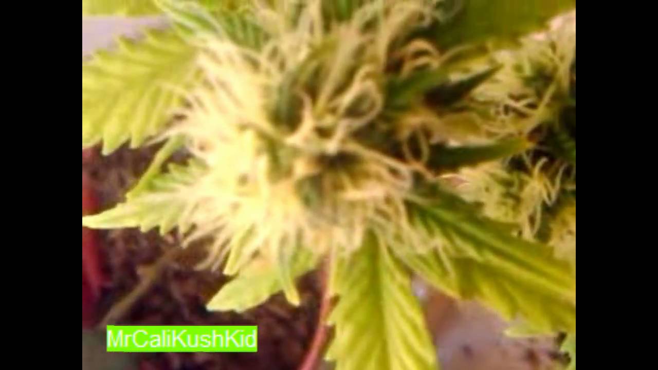 Sour Diesel week 4 flowering pt 2